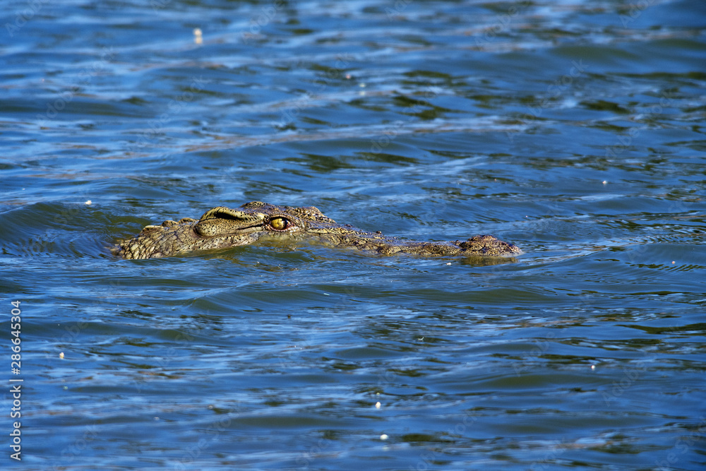 Fototapeta premium crocodile head in lake in tanzania