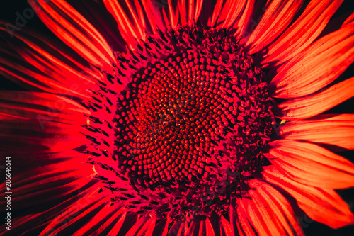 close-up of a beautiful sunflower in a field