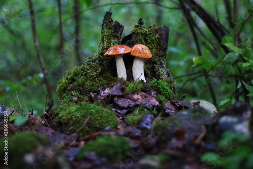 two boletus on a stump in the forest