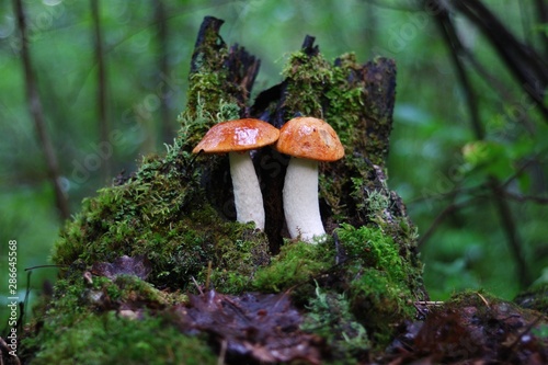 two boletus on a stump in the forest
