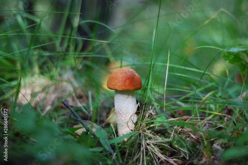 mushroom in the grass