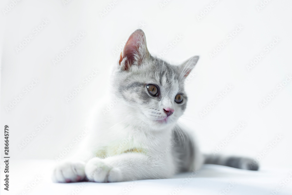 Scottish Fold kittens are sitting on white background. Portrait of the kittens are sitting for look something. The cat is waiting to eat. Scottish Fold kittens are sitting on white background. Portrait of the kittens are sitting for look something. The cat is waiting to eat.