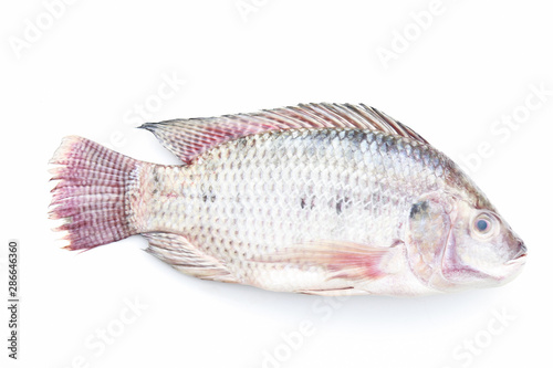 raw tilapia fish on white background 