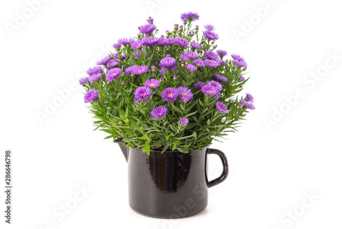 Violette Herbstaster
