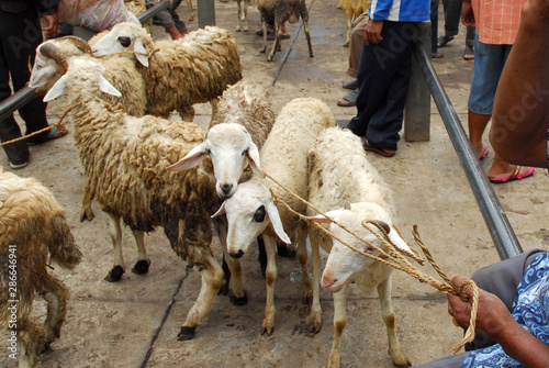 Goat seller at Traditional market Pingit, Temanggung, Central Java, Indonesia. photo