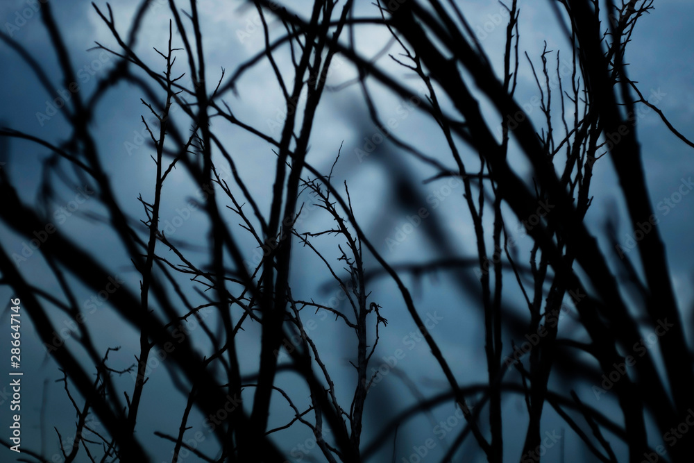 Dead tree branches. Dramatic view of leafless branches in a dark forest. Dead tree branches. Dramatic view of leafless branches in a dark forest.