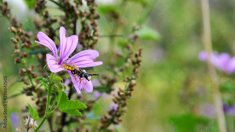 European common Wasp (Vespula vulgaris) is sitting on a purple Malva sylvestris flower. Wasp covered with pollen. Macro panoramic photography of insects European common Wasp (Vespula vulgaris) is sitting on a purple Malva sylvestris flower. Wasp covered with pollen. Macro panoramic photography of insects