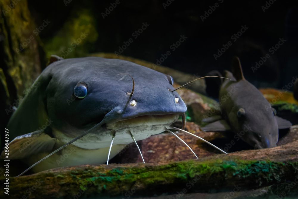 30 Best Poisson Chat Images Stock Photos Vectors Adobe Stock 30 Best Poisson Chat Images Stock Photos Vectors Adobe Stock