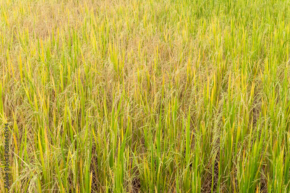 Paddy rice in field in rainy season. Paddy rice in field in rainy season.