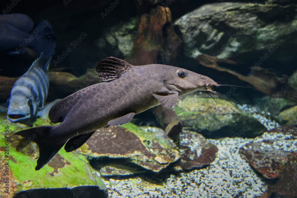 Poisson Chat Stock Photo Adobe Stock Poisson Chat Stock Photo Adobe Stock