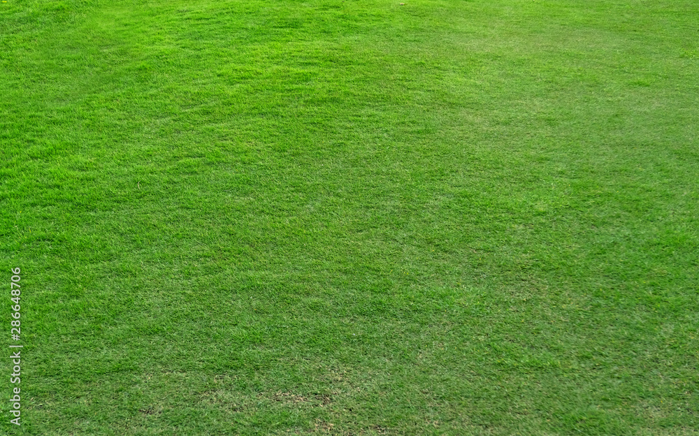 Green grass pattern and texture for background. Green grass pattern and texture for background.