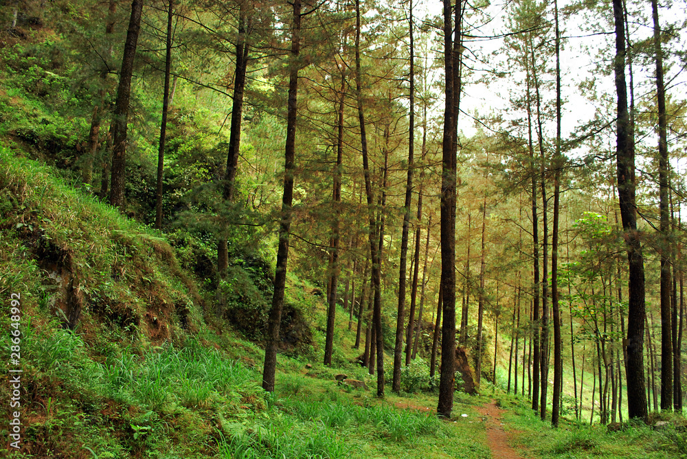 Fototapeta premium Sosny w Kali Kuning w pobliżu wulkanu Merapi, Yogyakarta, Indonezja.