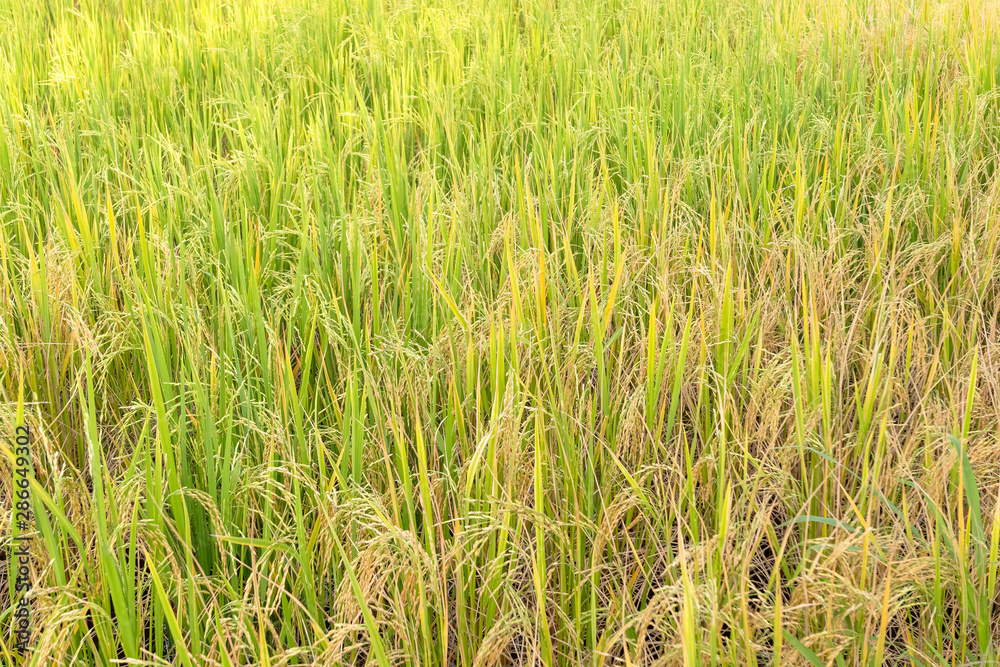 Fototapeta premium Paddy rice in field in rainy season.