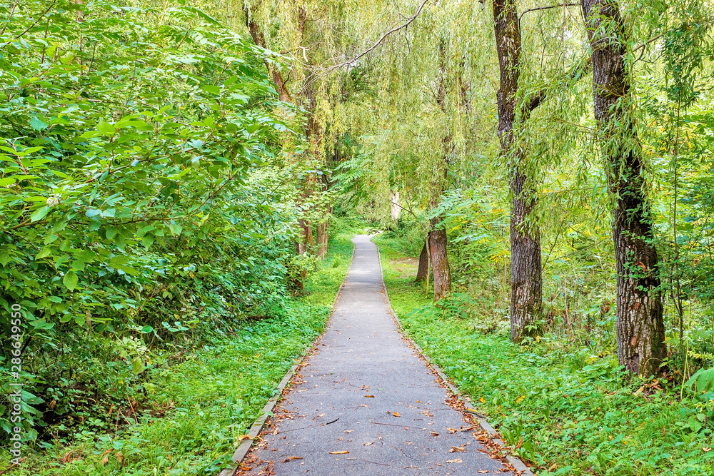 Path in the forest or park. Tree alley