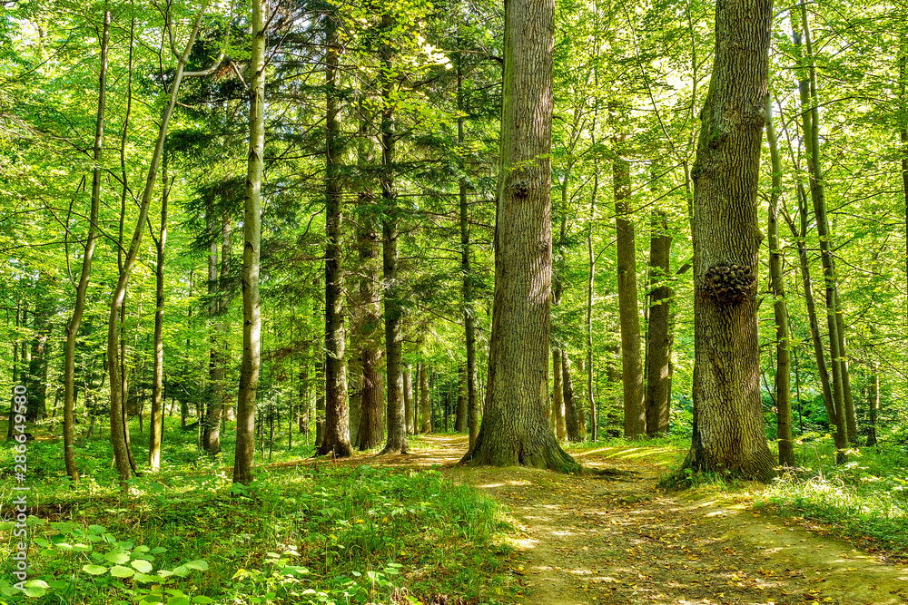 Waldparadies außer Gefahr > NaBu kauft Wald in NRW