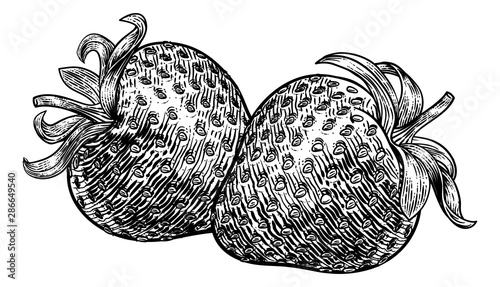 A strawberry food graphic. Original illustration in a vintage engraving woodcut etching style.