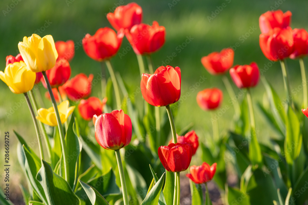 Red and yellow tulips on a green background Red and yellow tulips on a green background