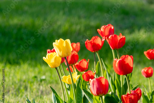 Red and yellow tulips on a green background