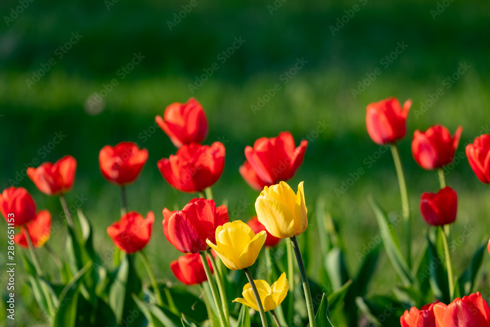 Red and yellow tulips on a green background Red and yellow tulips on a green background