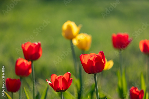 Red and yellow tulips on a green background © Sergei Malkov