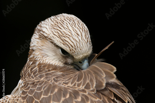 Close up head and shoulders portrait of a Saker Falcon (falco cherrug) bird of prey isolated against a black background photo