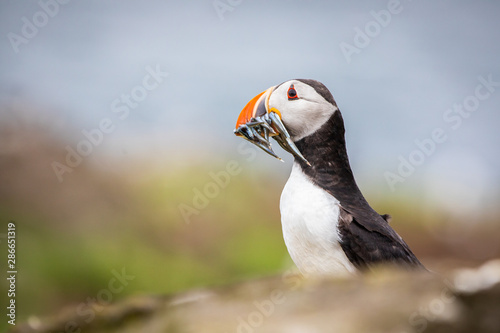 Portrait of  a Puffin with fish at the Isle of May © Marc Scharping