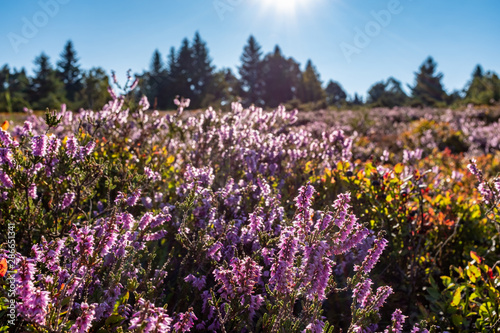 Field of heather with backlight in Mont Pilat, France