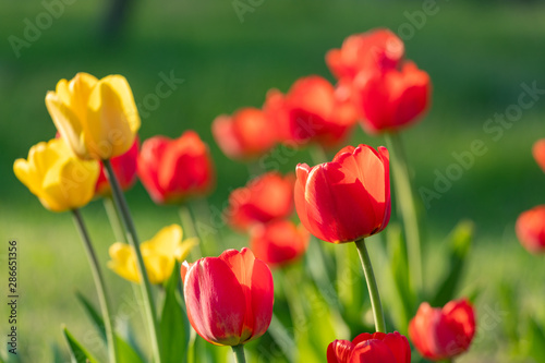 Red and yellow tulips on a green background