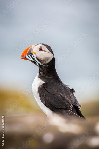 Portrait of  a Puffin with fish at the Isle of May © Marc Scharping