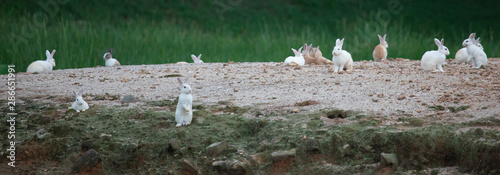 Cute wild rabbits on Island