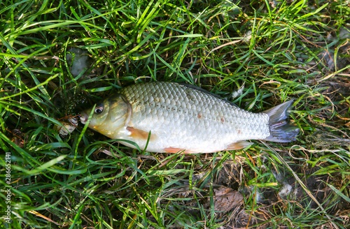 Fototapeta Naklejka Na Ścianę i Meble -  Caught fish in the nature. Fishing hobby. Green grass and trees outdoors.