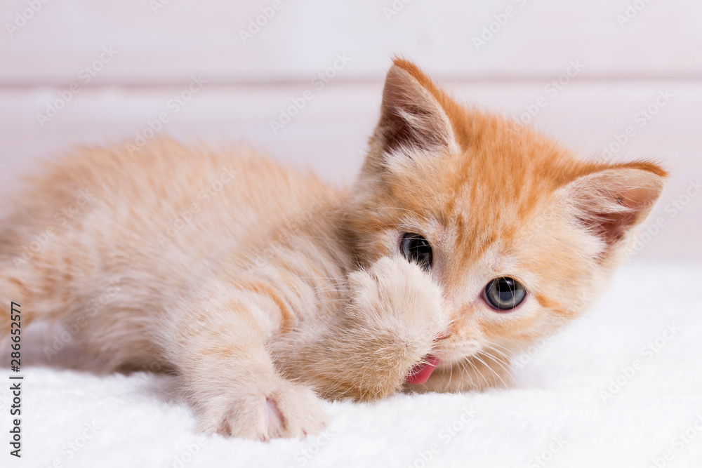 little red kitten lying on a white wooden background