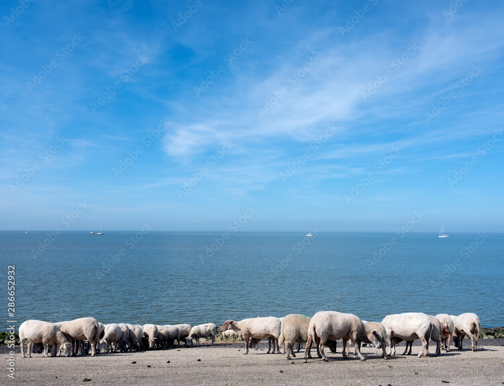 sheep on dike near waddenzee in dutch province of Friesland near harlingen