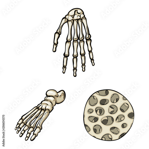 Isolated object of bone and skeleton logo. Set of bone and human stock symbol for web.
