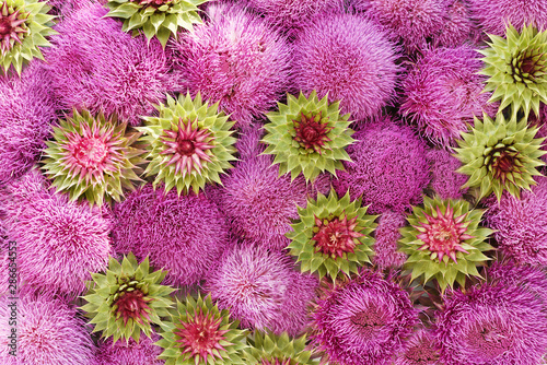 Background of lilac thistle flowers. Natural floral natural background. © Ann Stryzhekin