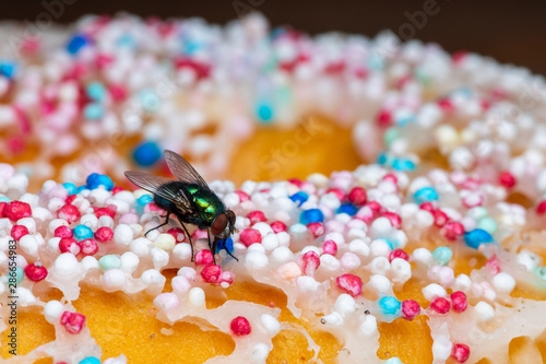 A Gold Fly on Food photo