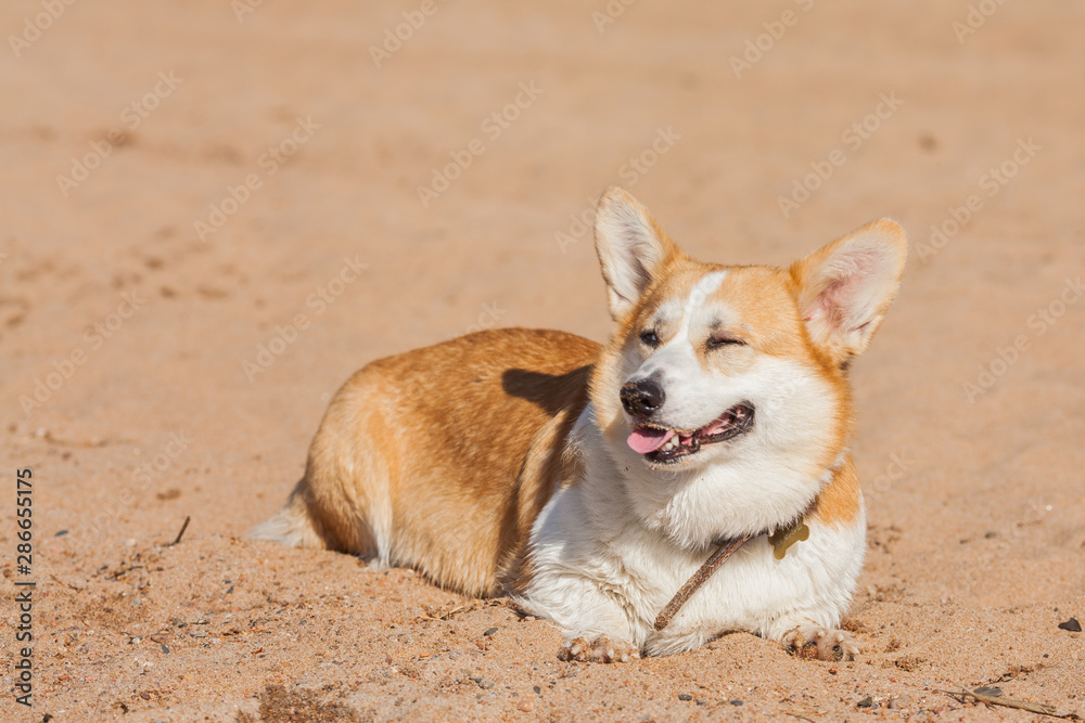 Welsh Corgi Pembroke. Beautiful dog on the beach. Sweet Corgi is smiling. Portrait of a dog in nature