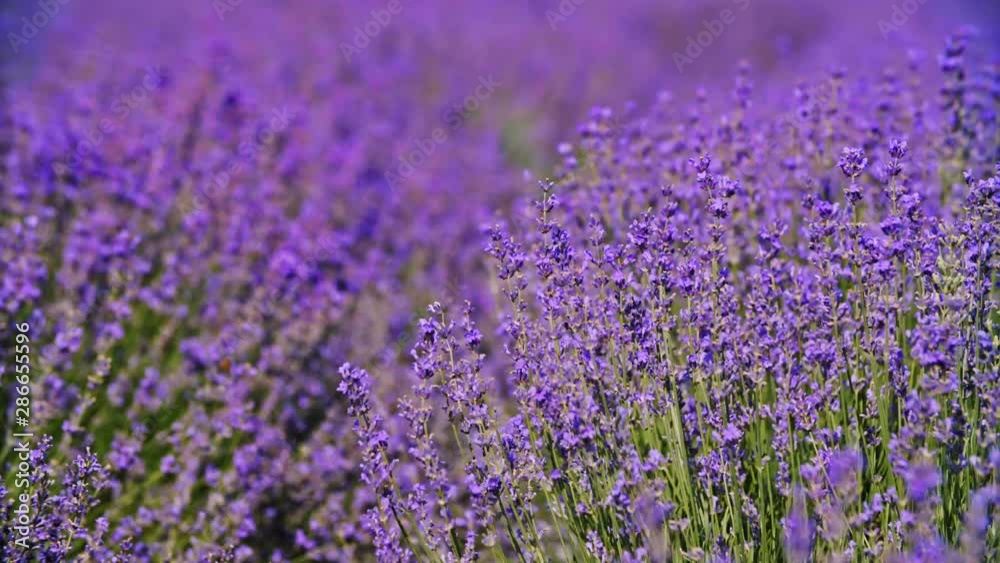 Beautiful Blooming Lavender Flowers swaying in the wind. Close Up. Lavender Season. Calm Cinematic Nature Background. 4k Beautiful Blooming Lavender Flowers swaying in the wind. Close Up. Lavender Season. Calm Cinematic Nature Background. 4k