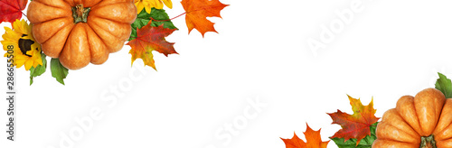Ripe orange pumpkins with a...