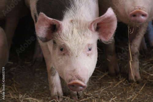 pigs in a barn © Serhiy