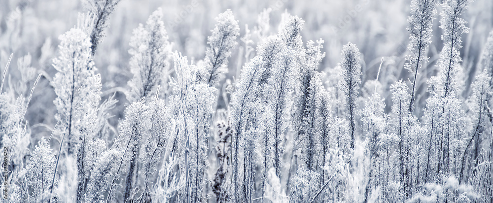 Grass in the frost . Selective soft focus. Grass in the frost . Selective soft focus.