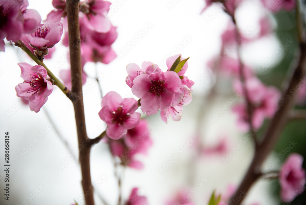 Pfirsichblüte Pfirsichblüte