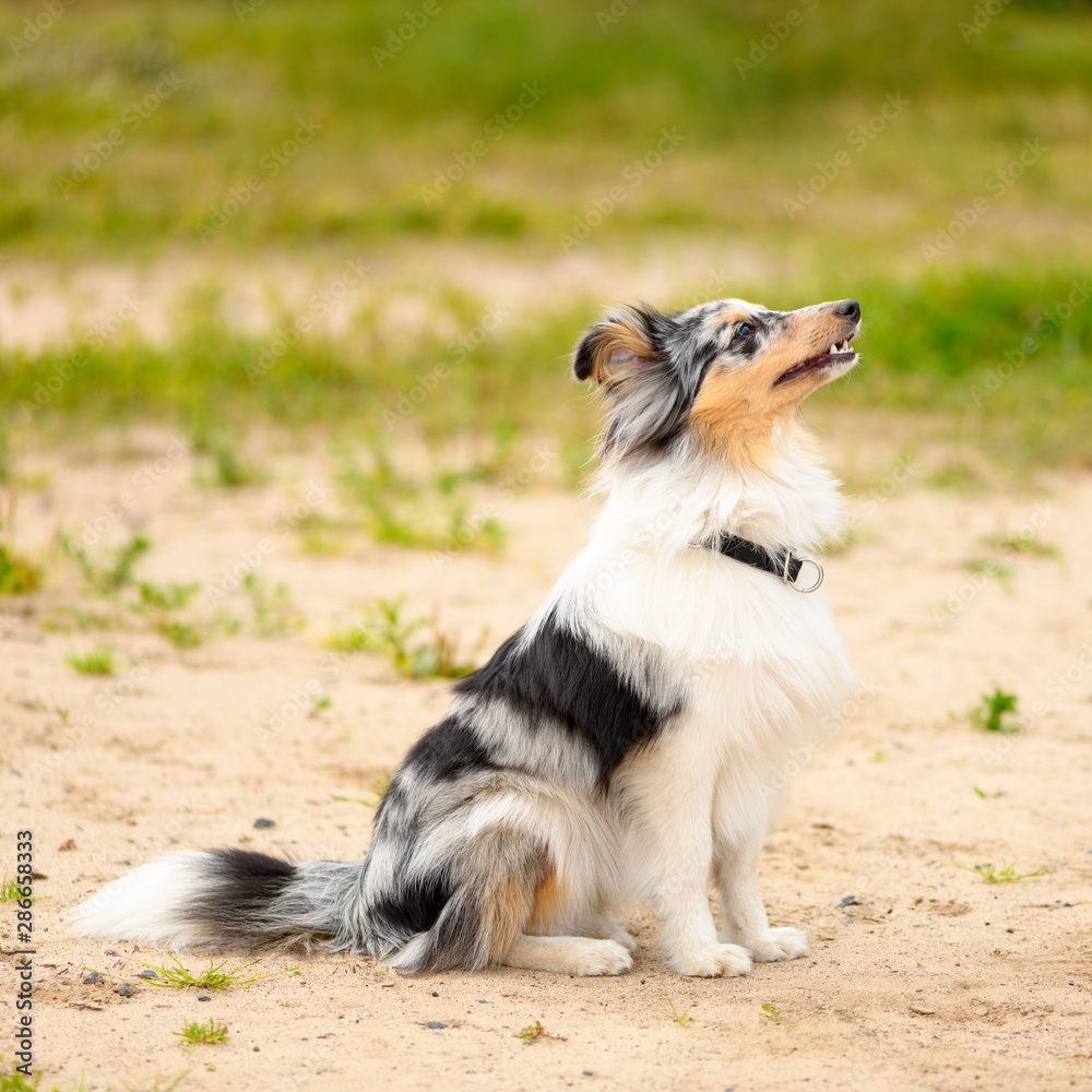 One dog of breed of sheltie of marble color is sitting sideways in park.