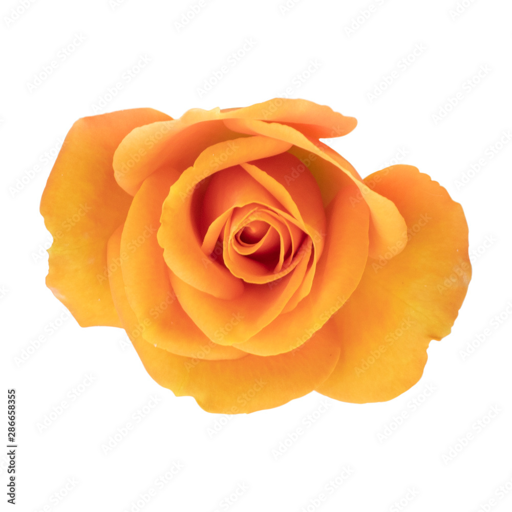 orange rose isolated on white background orange rose isolated on white background