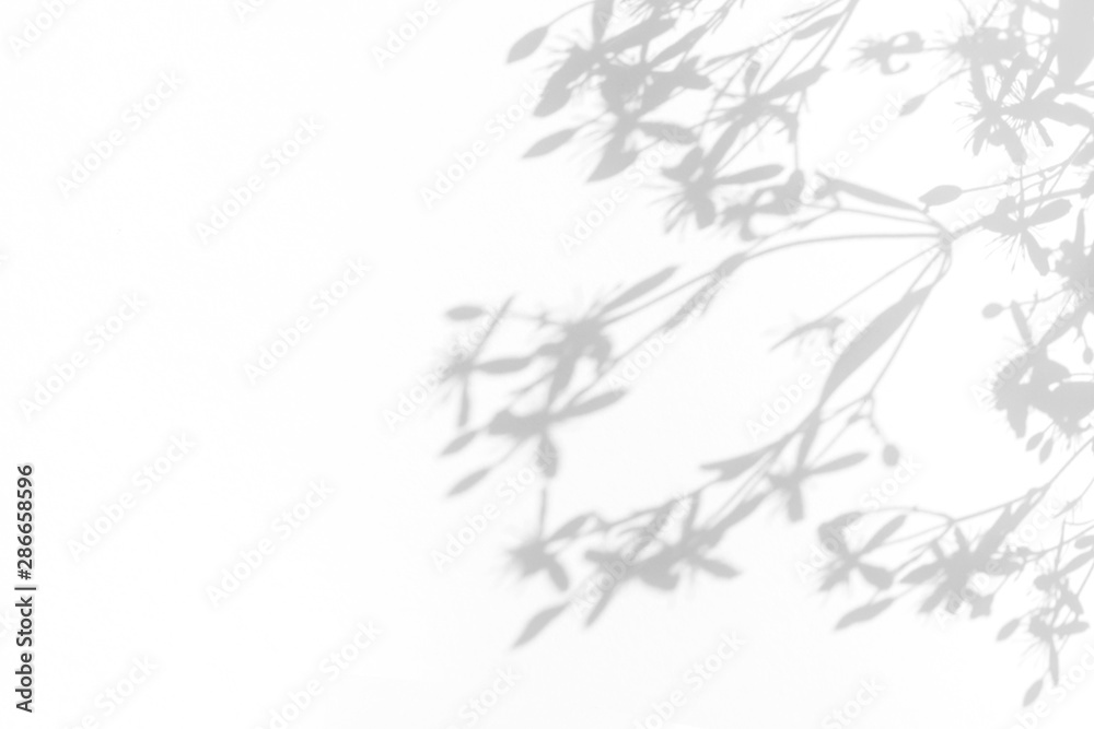 Overlay effect for photo. Gray shadows of delicate flowers on a white wall. Abstract neutral nature concept background. Space for text. Blurred, defocused.  - obrazy, fototapety, plakaty 