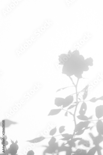 Overlay effect for photo. Gray shadow of the wild roses leaves and flower on a white wall. Abstract neutral nature concept blurred background. Space for text.