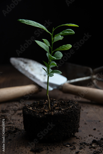 Zitronenbaum mit Werkzeug