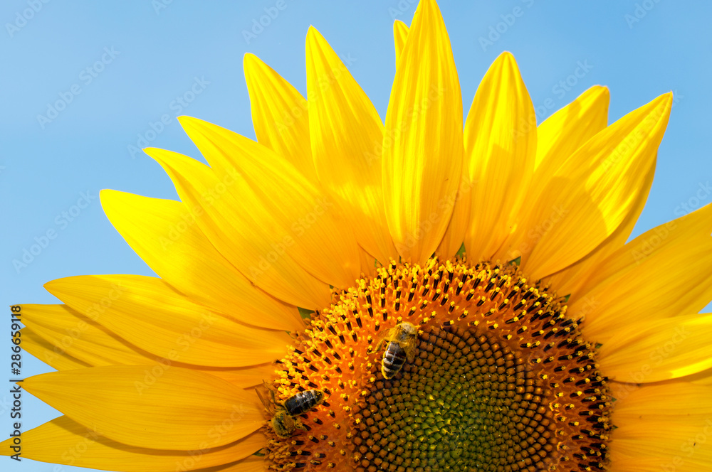 Naklejka premium bright sunflowers on a large field on a sunny day