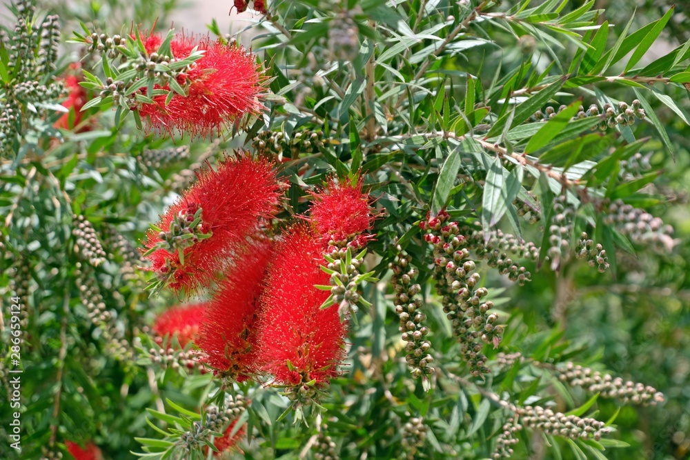 Group of red Bottle brush blooming on branches with green leaves. Group of red Bottle brush blooming on branches with green leaves.