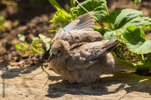 Fotografia Wild pigeon chick